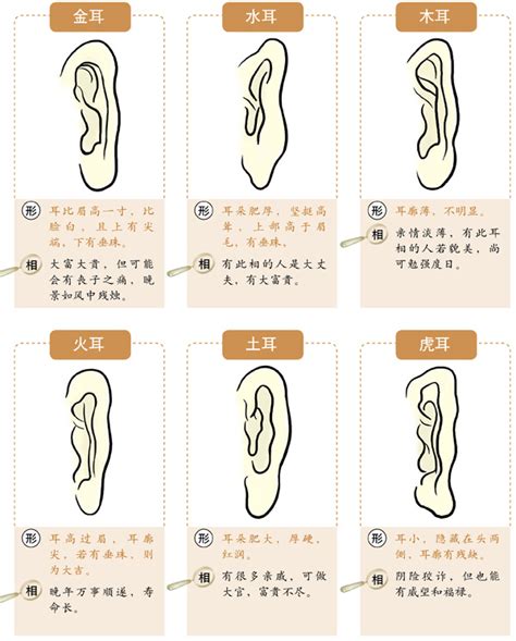 耳朵看面相|十六种耳朵面相图文分析三六风水网